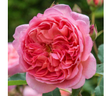 Роза английская Boscobel
