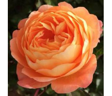 Английская роза Lady of Shalott