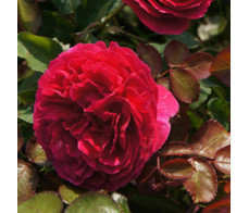 Английская роза Otello
